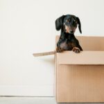Photo Dachshund, dog